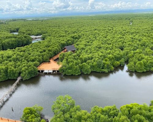 Hutan Manggrove