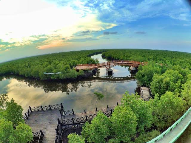 Pengelolaan Ekowisata Hutan Manggrove