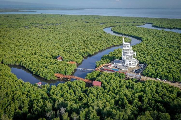 Keajaiban Hutan Mangrove: Menjaga Keseimbangan Ekosistem Pesisir